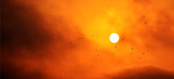 Sonne, Sonnenuntergang, dämmerlicht, vögel, himmel