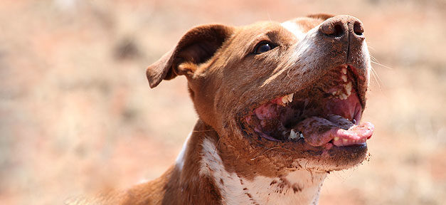 Hund auf Asylbewerber gehetzt Kampfhund, Hund, Pitbull, Tier, Bellen