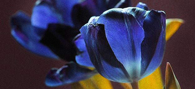 Die Blaue Tulpe © tiegeltuf auf flickr.com (CC 2.0), bearb. MiG