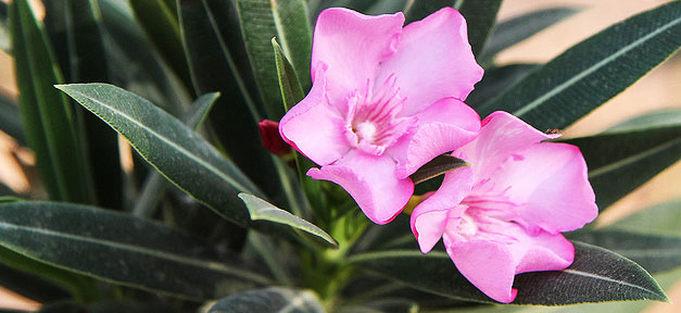 „Sokrates“ - mein rosa Oleander Rosa Oleander © Mabacam @ flickr.com (CC 2.0)