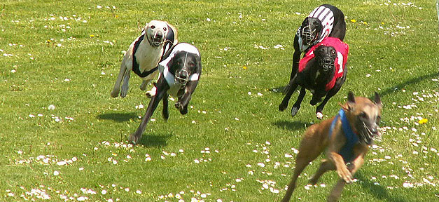 Ungleiche Startschüsse beim Windhundrennen Windhundrennen © cayenne2006 @ flickr.com (CC 2.0), bearb. MiG