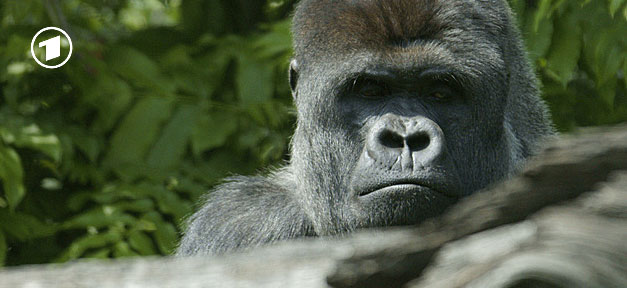 Während im Bundestag über den NSU Abschlussbericht abgestimmt wurde, zeigte ARD Gorillas © Kris Elshout @ flickr.com (CC 2.0), bearb. MiG