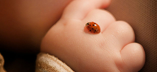 Baby, Kind, Marienkäfer, Hand, Neugeborene, Kinder, Geburtenrate