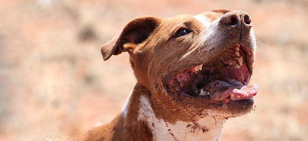 Kampfhund, Hund, Pitbull, Tier, Bellen