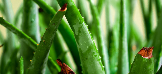 Aloe Vera, Pflanze, Aloe Vera Pflanze, Grün