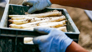 Saisonarbeiter: 16-Stunden, Lohnbetrug und Mietwucher auf deutschen Höfen