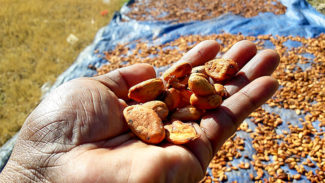 Teure Schokolade, arme Bauern