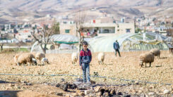 Libanon, Flüchtlingslager, Junge, Armut, Flucht, Schaafe, Hirte