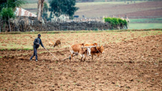 Studie: Klimawandel könnte Weideflächen bis 2100 halbieren