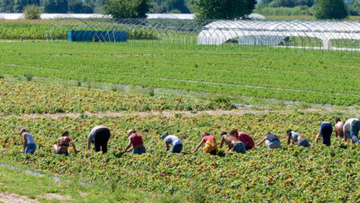 Saisonarbeiter, Ausländer, Wanderarbeiter, Feld, Arbeit, Ernte, Bauern