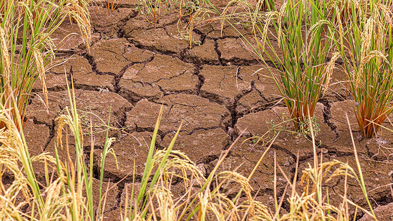 Drei Fragen - Klimawissenschaftlerin Laudien: „Dürren in Ostafrika werden häufiger und intensiver“