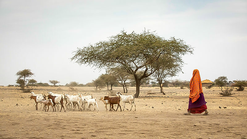 Die Viehhirten im Norden Kenias spüren die Folgen des Klimawandels Die Viehhirten im Norden Kenias spüren die Folgen des Klimawandels