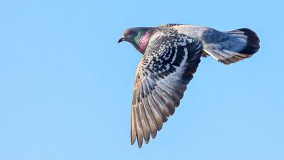 Vogel, Taube, Fliegen, Feder, Himmel, Freiheit, Tier