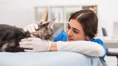 Katze, Tierarzt, Tierärztin, Tier, Veterinär, Gesundheit, Behandlung