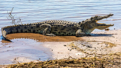 Krokodil, Fluss, Ufer, Reptil, Tier, Wasser, Reptilien